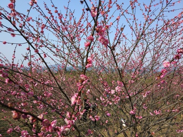 梅花从