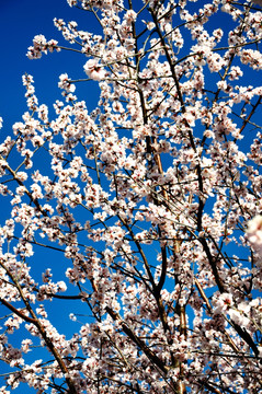 满树桃花盈春开
