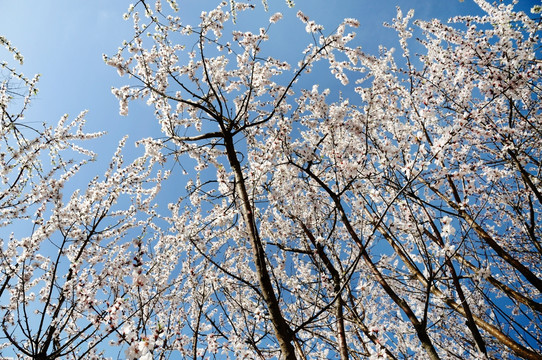 满树桃花开