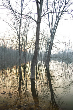 湿地树林倒影