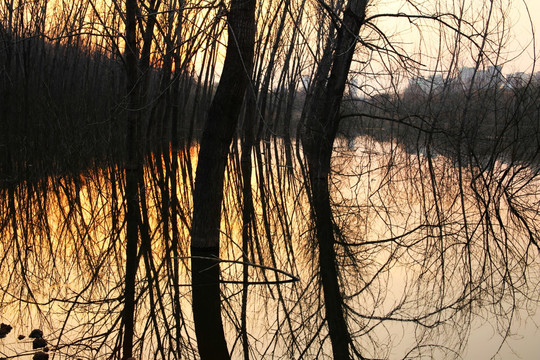 黄昏的湖泊树林倒影