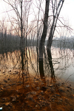 湿地湖泊树林