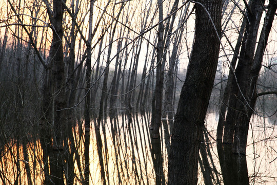 湿地黄昏树影