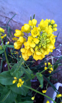 黄色萝卜花