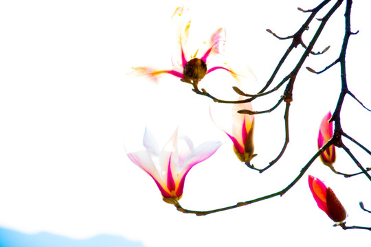 玉兰花