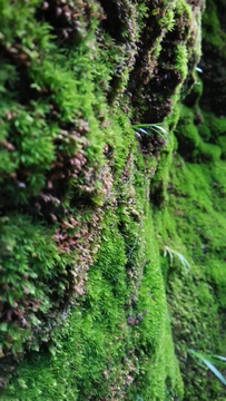 苔藓