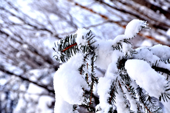 冬季雪松