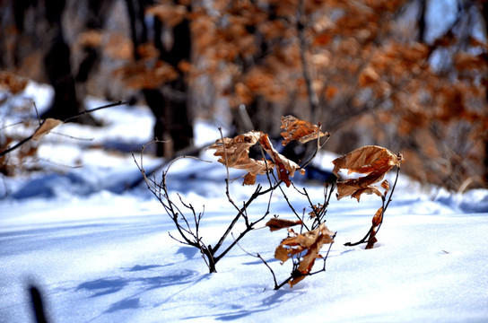 冬雪中的枯树叶