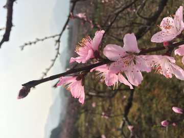 桃花 