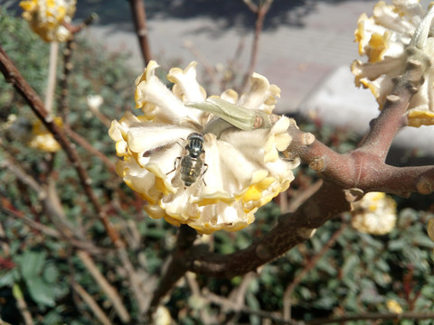 迎春花 昆虫