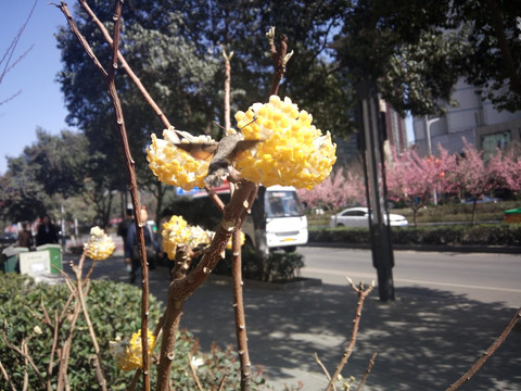 迎春花 蜂鸟 蓝天白云