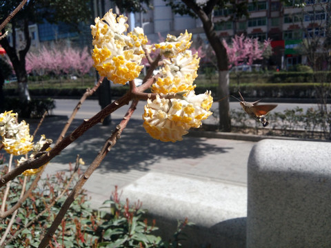 报春花 长喙天蛾采蜜