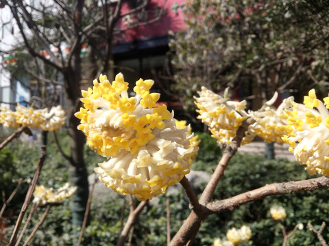 迎春花 春天花