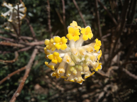 报春花 黄色小花 清香