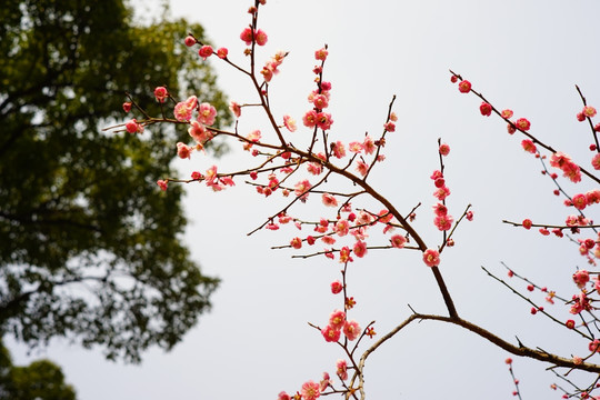 桃花 春天