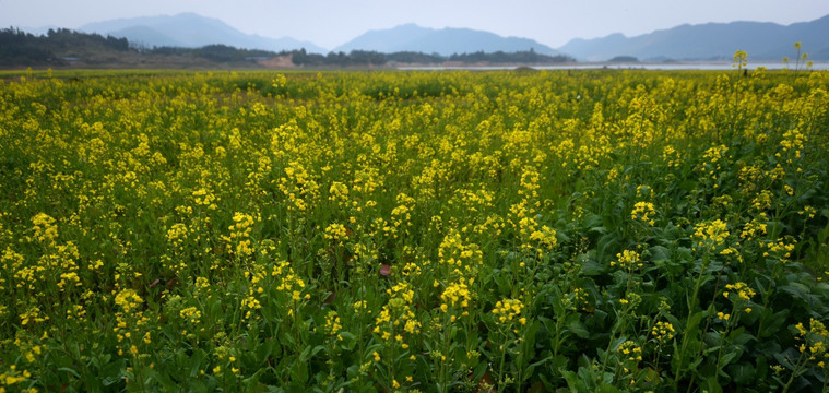 油菜花