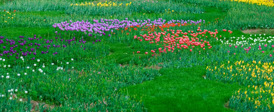 郁金香花海