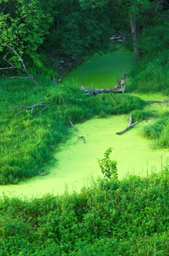 绿色水池俯瞰