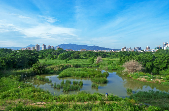 湿地风景