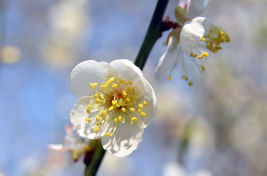 梅花