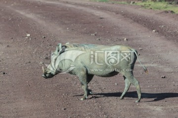 野猪 野生动物 非洲野猪