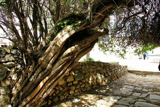 拉萨 色拉寺 老树