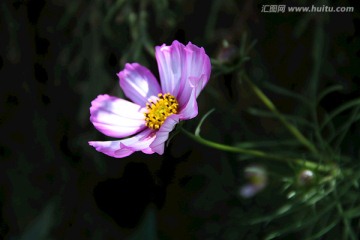 西藏 罗布林卡 盛开的花朵