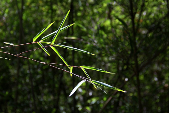 林芝 高原 绿色植被 特写
