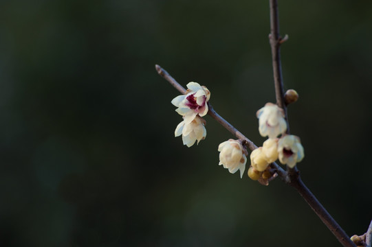 腊梅花