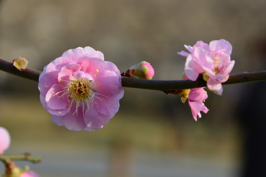梅花