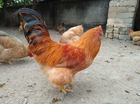鸡