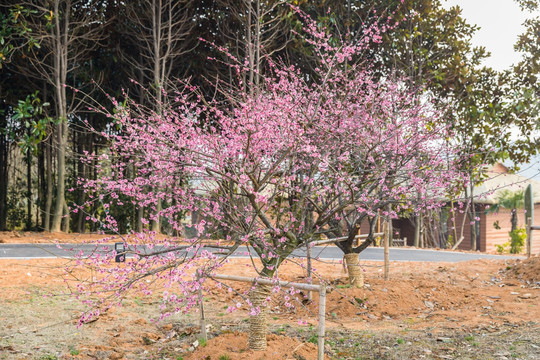 梅花 梅树