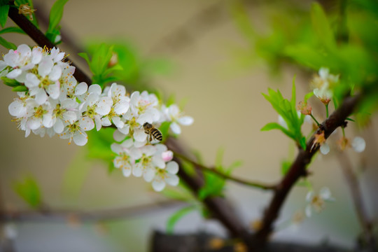 李花和蜜蜂