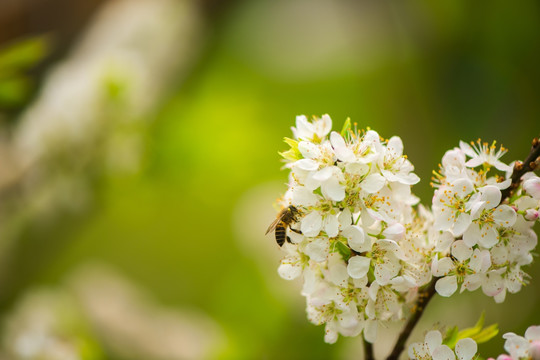蜜蜂和李花