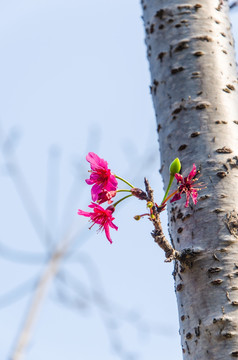 樱花