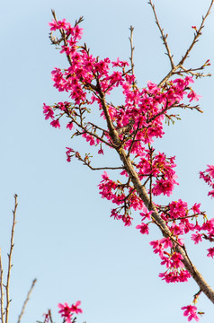 樱花
