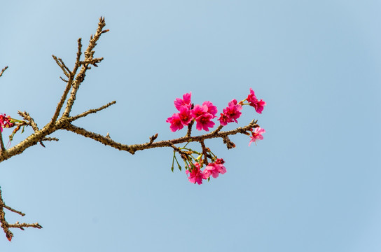 樱花