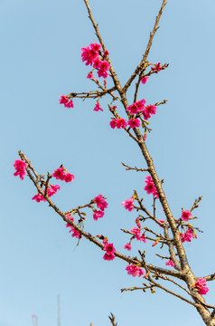 樱花