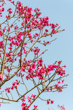 樱花