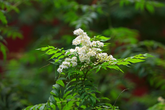 珍珠梅花