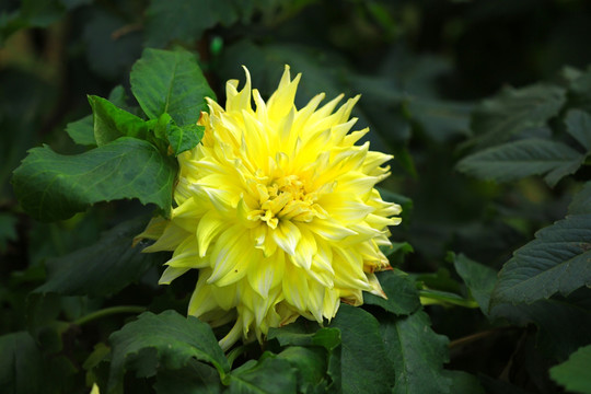 黄色大丽花
