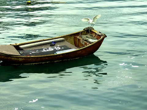 渔船 白鹭