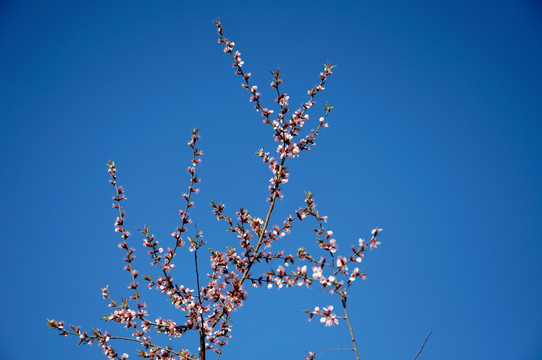 桃花映晴空