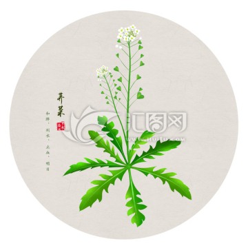 荠菜 手绘荠菜