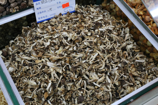 野生茶树菇