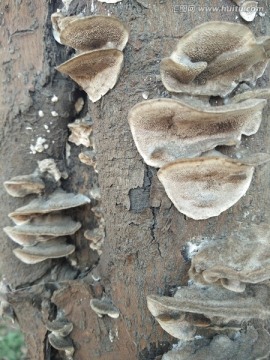 真菌 树上的蘑菇 鹅子