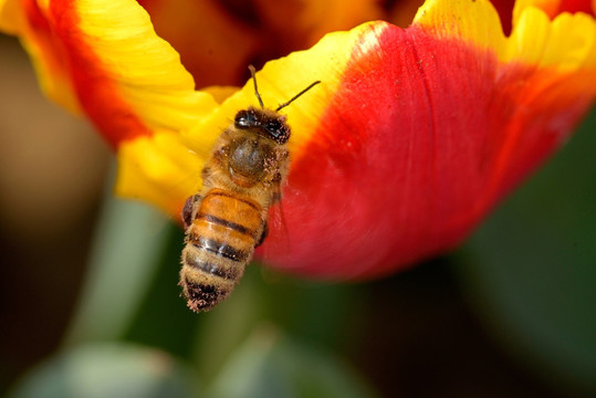蜜蜂 采蜜 红色郁金香