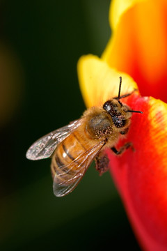 蜜蜂和郁金香 玛曲王朝