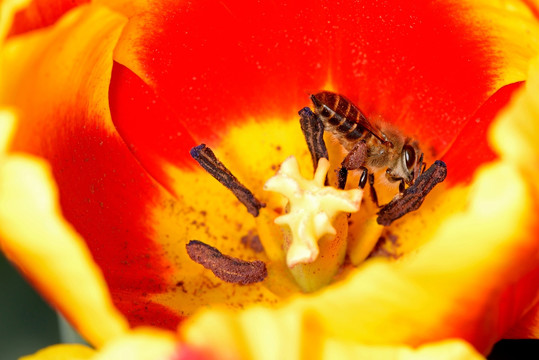 蜜蜂和红色郁金香