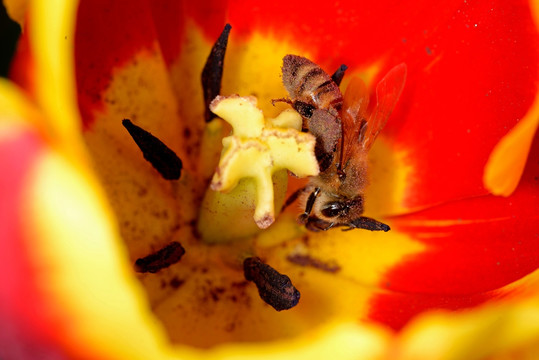 蜜蜂和红色郁金香 微距特写